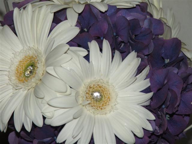 2010junegerbs/fg1s.jpg
