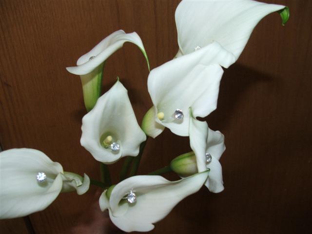 blueorchids/027.jpg