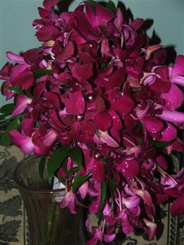 july2011/orchidssmallbetter.jpg